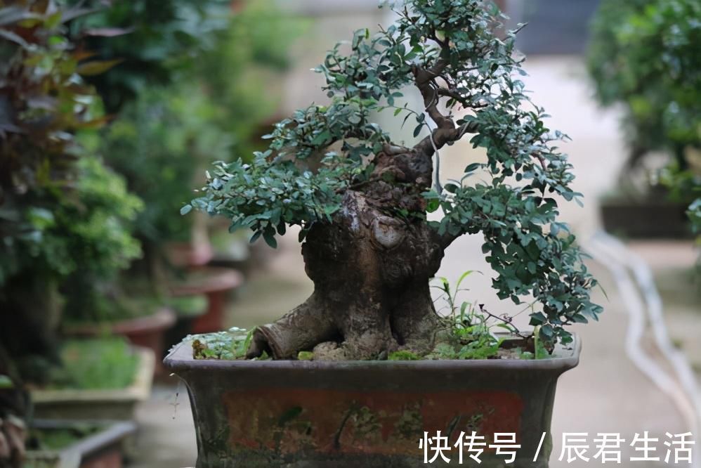 黄杨|4种农村常见的树墩子,修剪一番变成高价值盆景,观赏性极高
