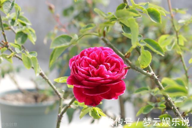 曝光封闭阳台养花的“黑名单”,养活难度大,该放弃就放弃