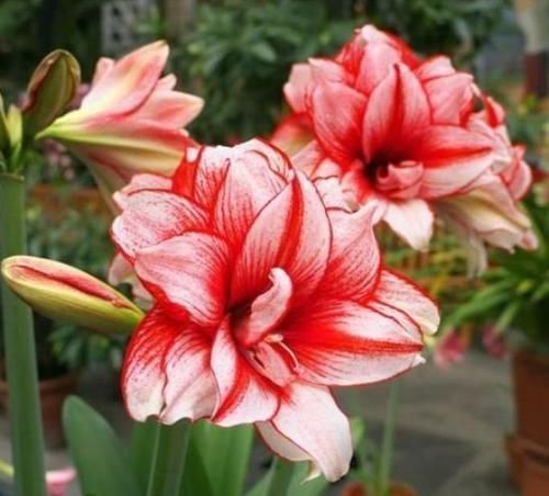 养护|四种花适合放在客厅,长势好、花色艳,雍容华贵,养护简单!