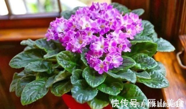 花卉|养花“嫌”住房没阳光，这4种花卉，适合阴凉处养护，同样能开花！