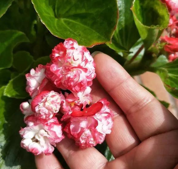 养花技巧粗生粗养也能四季开花！少养1种都觉得亏了