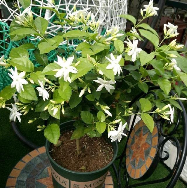 夏日的茉莉花就离不开它们,开花效果太好,黄叶都不见一片
