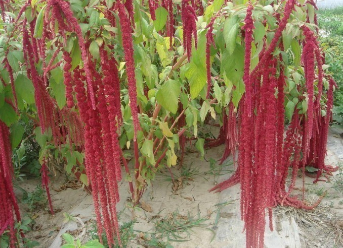 止痛|农村无人问津的野草,能清热解毒,止痛止痒,降血压,你认识吗