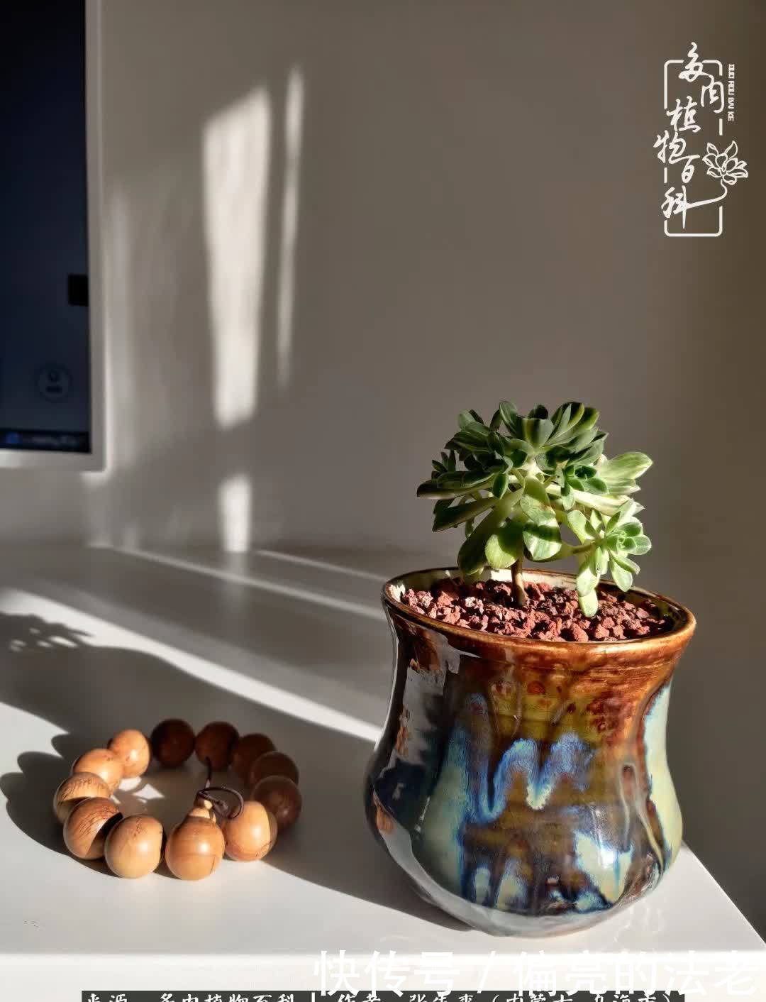 吸取教训,不断探索,英语老师的多肉碎碎念!