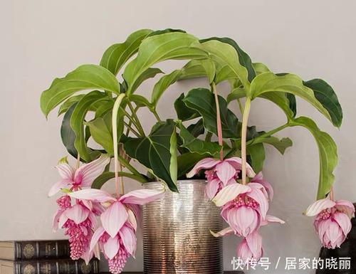 佳品|几种灯笼花,好看又喜庆,花期还很长,是家庭盆栽佳品!