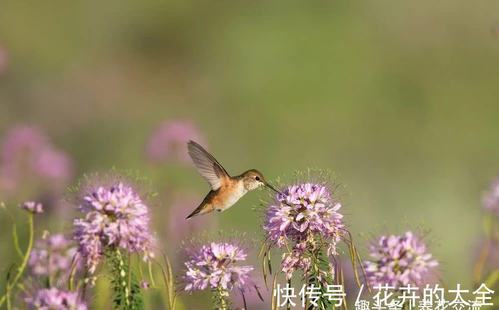 阳台上|有院子可尝试种些夏秋不断开花的醉蝶花，还能养成大型盆栽