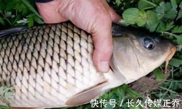 调漂|说一千道一万，热天我只服这鲤鱼钓法，简单又实用