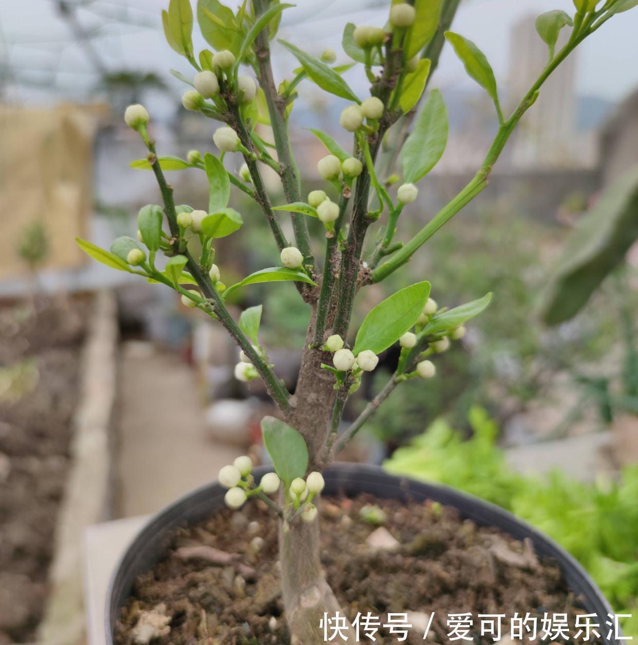 果子|阳台养花也种果,3种水果可盆栽,果子多、味道好、养护简单