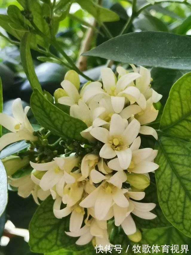 叶子|九里香开花,香飘十里,叶子却掉了一地,到底为啥?