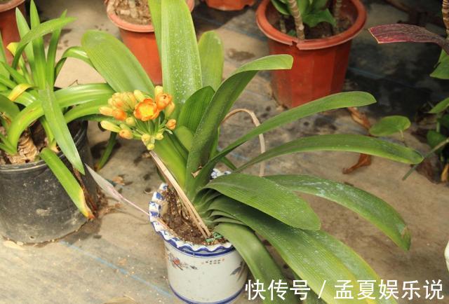 盆栽|养殖君子兰盆栽,想要叶绿根茎粗得''喂点它'',在家就能自制