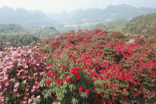 中年|贵州春游赏花最佳地，它被称为“世界上最大的天然花园”