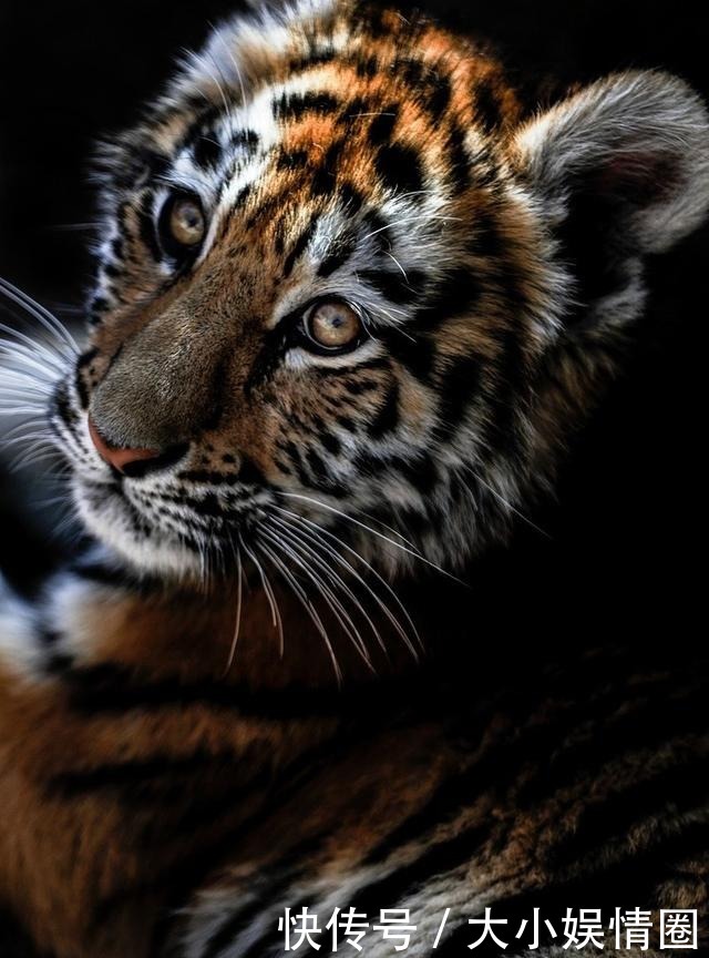 中国古代的酒大约都是几度? 为何武松喝十八碗都没事?