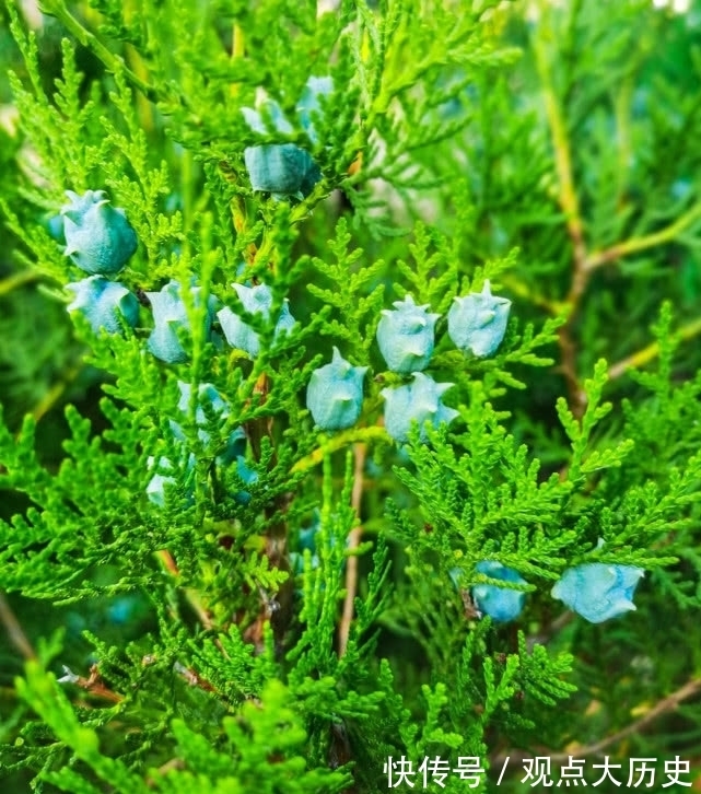 球花|旅行识花,它开花像花又似果,墓地陵园最多却少有人见过它
