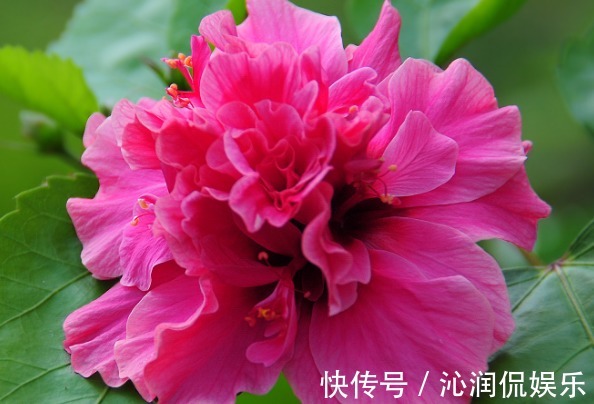 推荐几朵香香花，夏天开花不断，放在室内，香香一整夏，花开艳丽