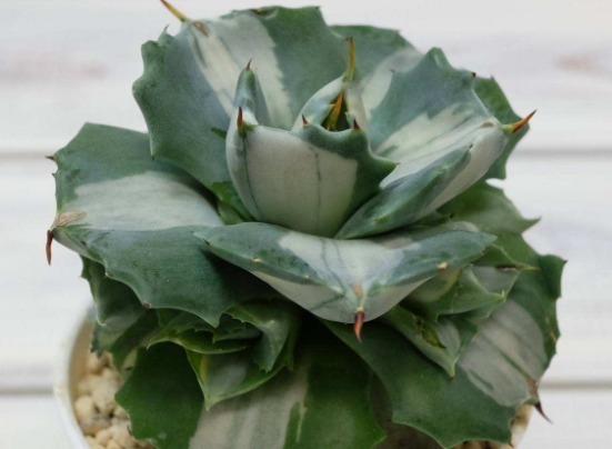 此款景天多肉,好养又易成活,一盆繁殖多盆,胖嘟嘟的超可爱