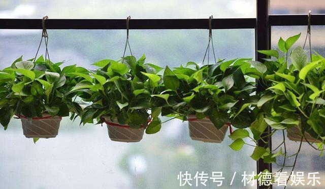 透水性|养花配土加点“它”,土壤透气有营养,根系满盆,植株健壮开花多