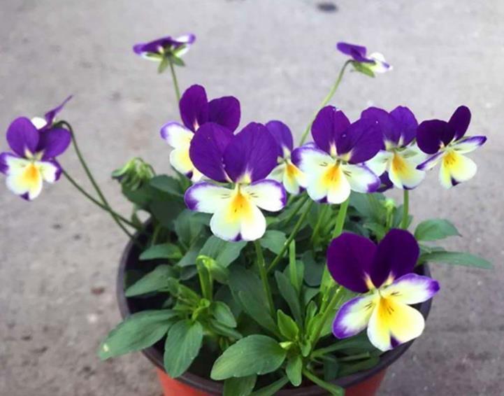 冬天|一到冬天就花开不断的8种花,不怕冷还好养活,养两盆就对了