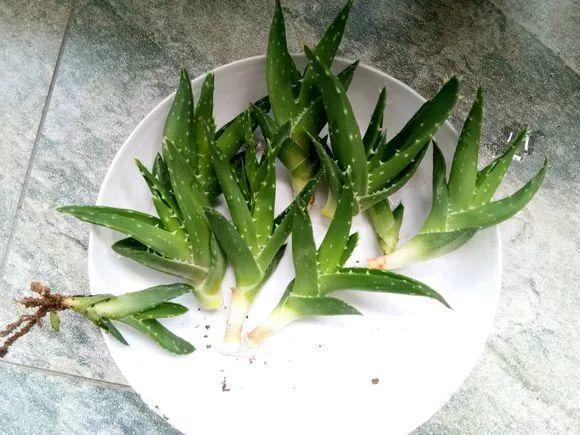 扦插|不用扦插,养花1盆变10盆,把根一掰,成活率翻倍!