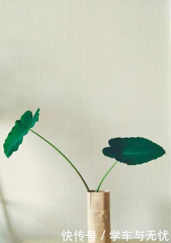 玉米掰一半,泡水里长成绿植,比花还美!