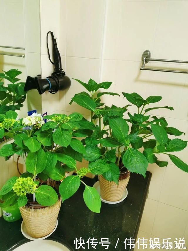 地方|夏天养花,这个地方千万别摆,否则3天死翘翘