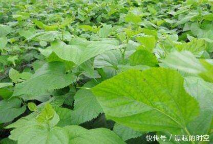 提醒，白發不要染，農村常見的葉子洗頭，堅持半月，頭發濃密黑亮