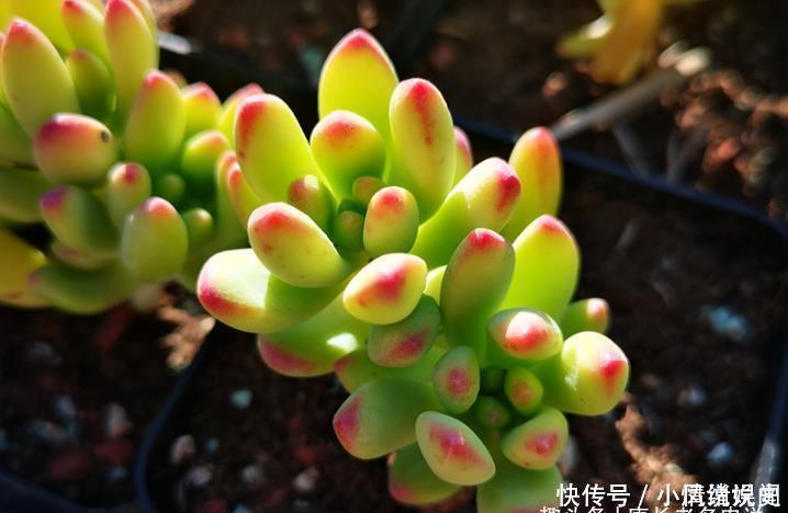 叶尖|柠檬手指和柳叶莲华虽然长得有点像,但它们真不是同一种多肉植物