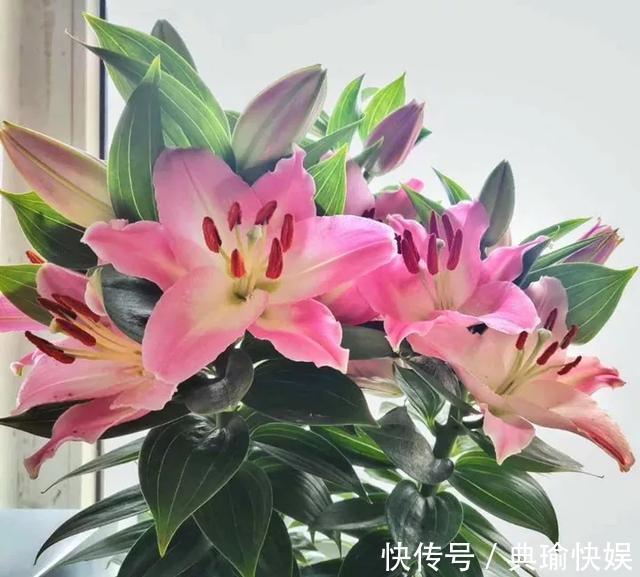 百合花|养百合花真上瘾，长的快、开花多，寓意还好，每个品种都想养！