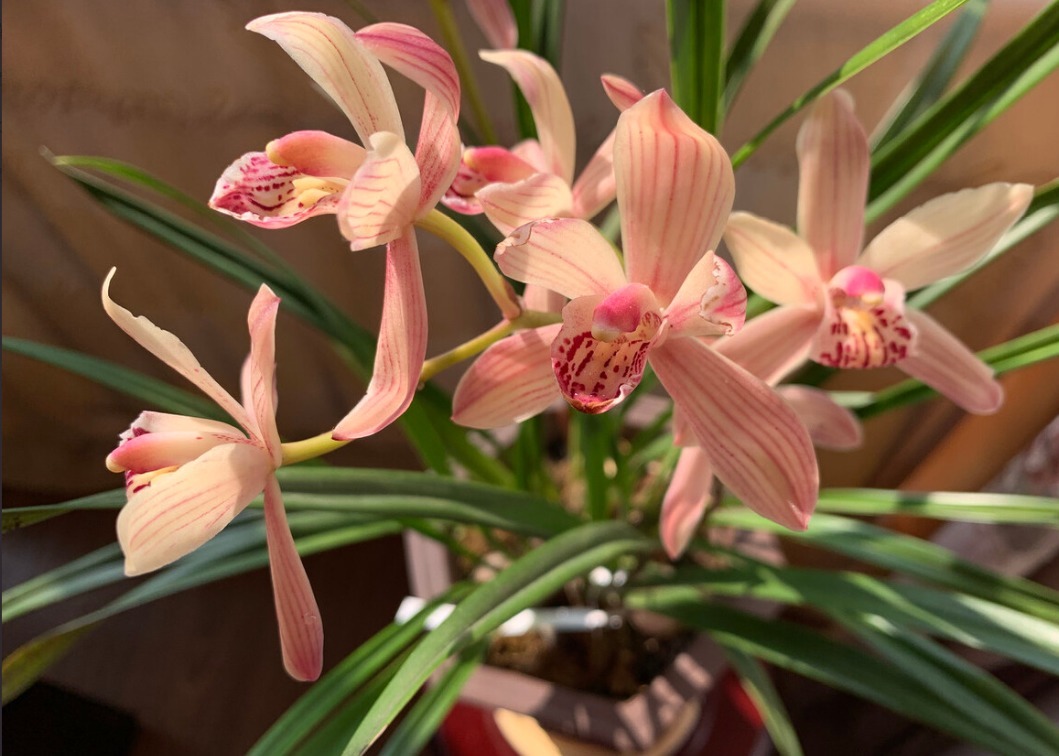 春天养兰花要学会“4变”，越变苗越多，还长得格外壮