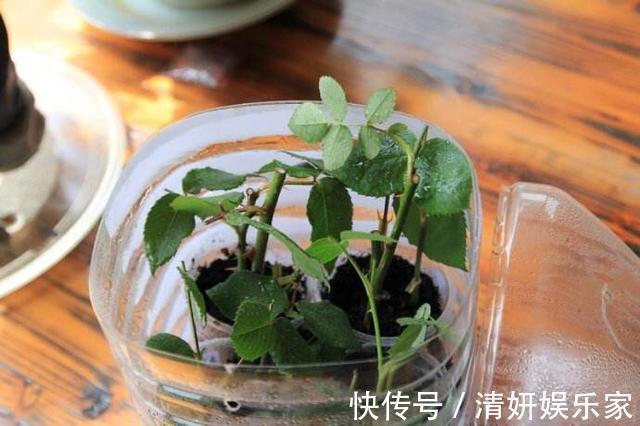 枝条|月季花“扦插后”慎浇水，成活率高10倍，10天长白根，一棵变20棵