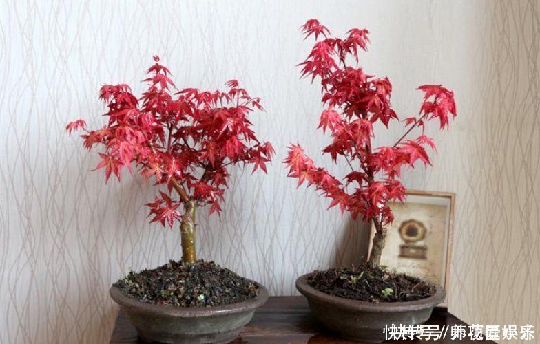 火火|7种“红色系”年宵花,养在家中添喜气,红红火火过大年