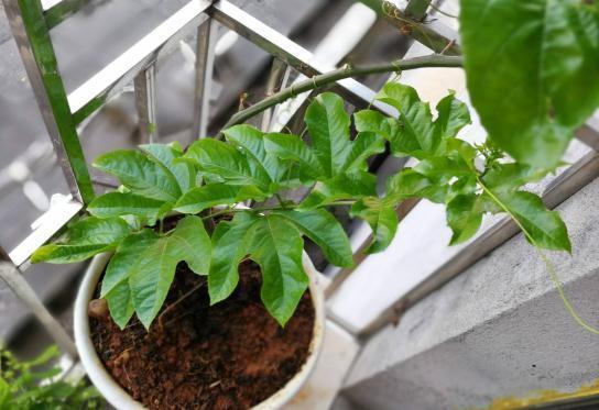 栽种|无花果、百香果可以在家种,2年养成大盆栽,一棵结果4、5斤