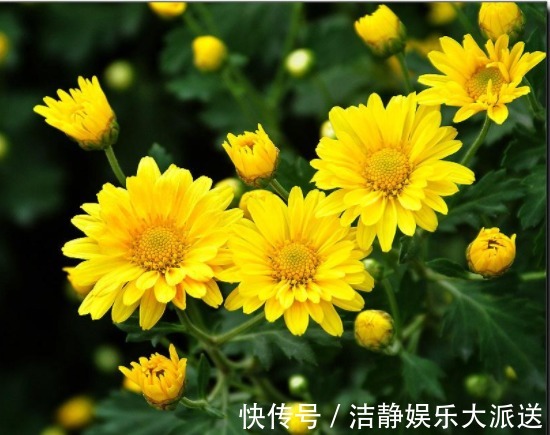 花瓣|家养这款菊花,号称“菊中珍品”,花似绣球,洁白如玉,美爆了