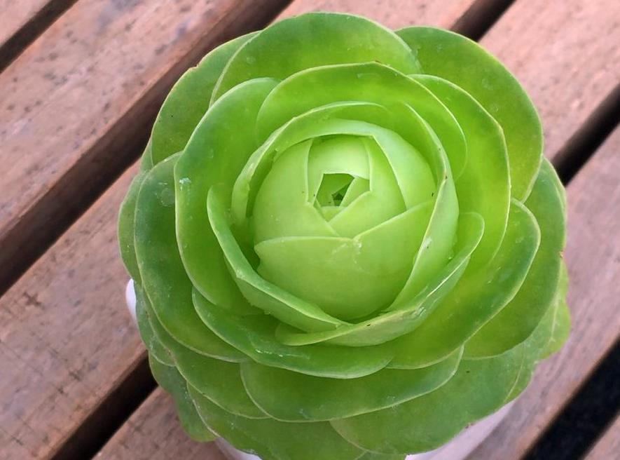 天热|此款多肉叶子像玫瑰花,高贵漂亮,满足5点养成老桩,格外讨喜