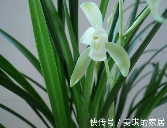 建兰开花前一个月这样养护,开出来的花又大又香