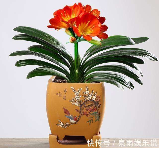 家里万万要养这4种植物,家人身体会越住越健康,聪明人一眼就懂