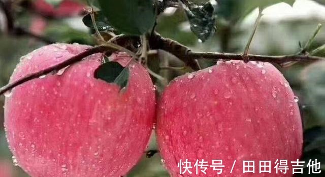 富士苹果|秋天吃水果，别忘了这3种，好吃又营养，建议收藏！