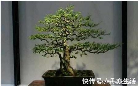 花卉|这三种树最适宜养在客厅,比香水都香,亲戚来了都说好