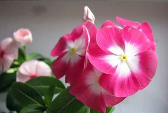 喜欢玫瑰，不妨养“珍稀名品”宠爱小姐，金蕊红衣，香气甜润！