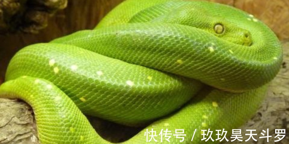 大蟒蛇!还记得《西游记》里的大蟒蛇吗它并不是道具,难怪会成经典佩服