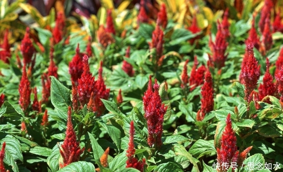 大红花|这种大红花在农村称“鸡冠花”，炒肉吃是一绝，连治病也有奇效