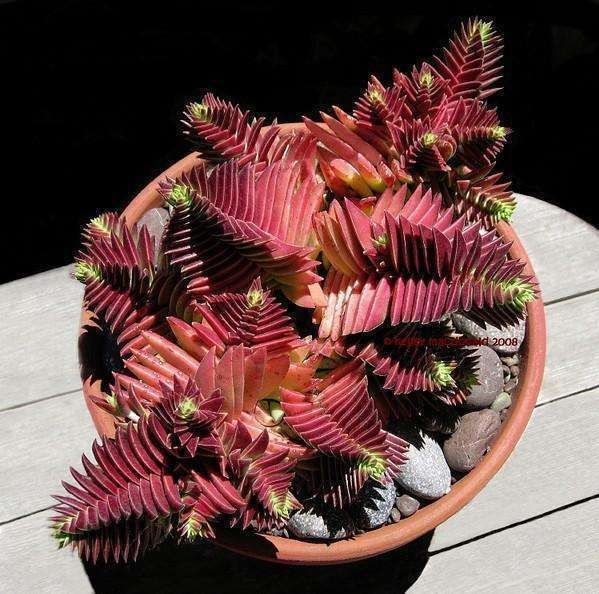 生命力顽强的多肉,新手可以试试,不用担心养不好