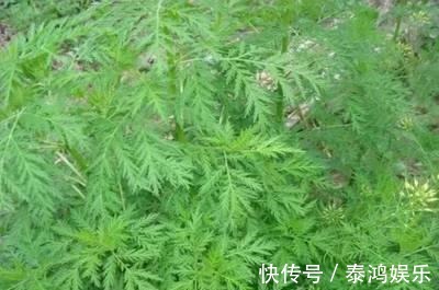 本草通玄|挽救过几百万人性命的一种野草,清虚热,除骨蒸,药用价值高