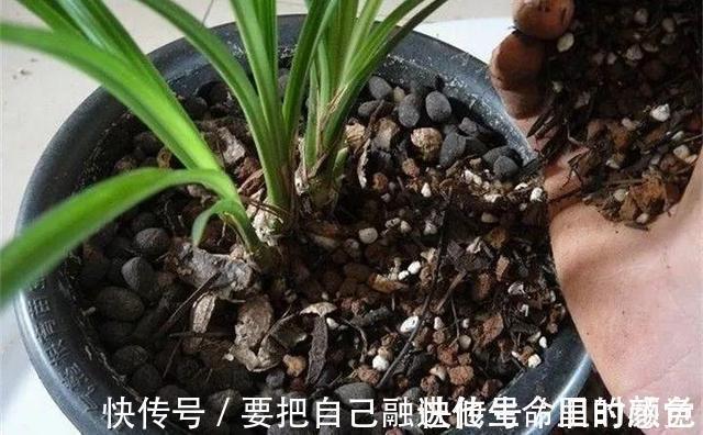 兰花|秋凉后,养3种花,最好换盆、换土,到时候不开花、黄叶