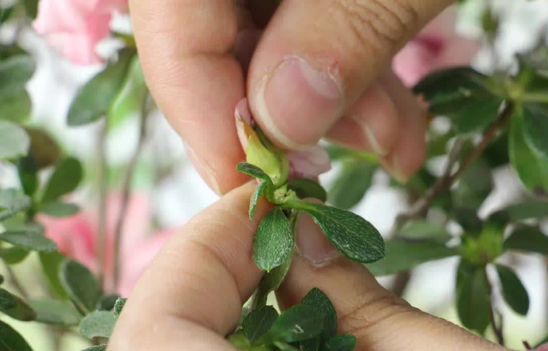 蝴蝶兰开花不是一次性,花后剪一剪,还能继续开花