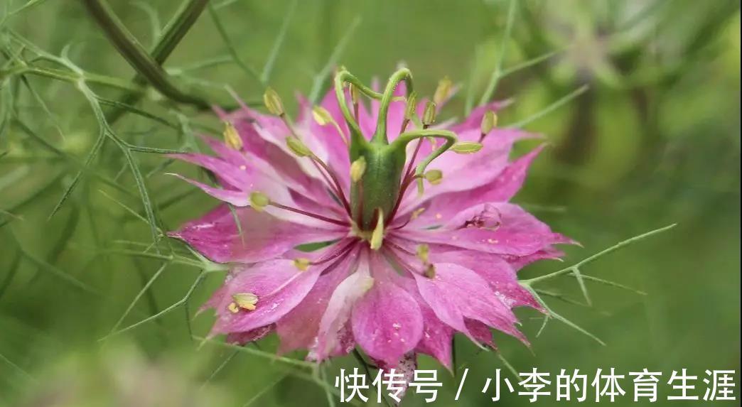 养花试试这几款,花色丰富,开花超级勤快