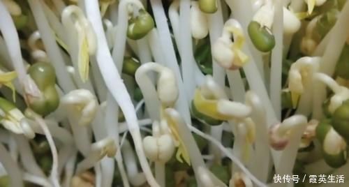 生豆芽|豆芽不用出门买，教你在家发，4天就能吃，又粗又壮好吃更安全