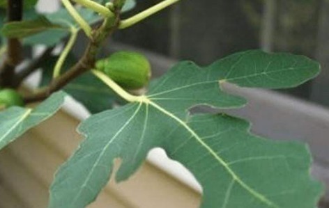 中医|无花果的叶子为中药至臻,功效价值受中医欢喜!一定要收藏好