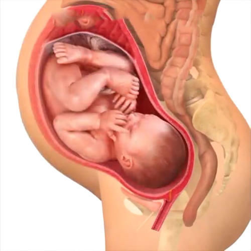 胎儿|孕期40周胎儿生长发育组图,胎儿是这样一天天长大的