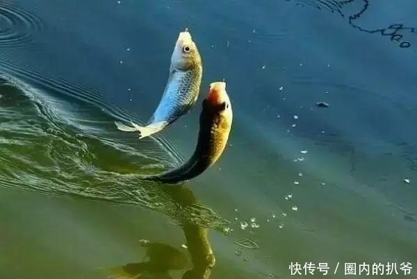 钓法|下面3种情况,钓鲫鱼是不能钓底的;不信的话,你可以试试