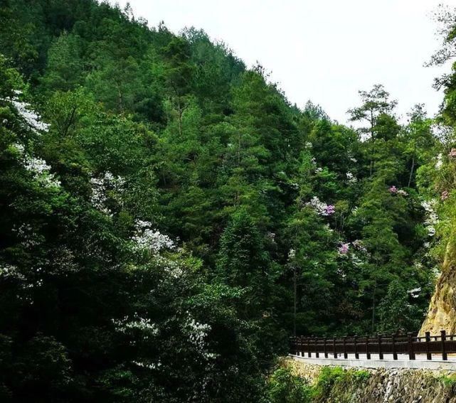 杜鹃花开，满山烂漫，寿宁这个地方美翻了！